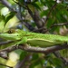 Anolis noblei - Photo (c) Alexis Felipe, algunos derechos reservados (CC BY-NC), subido por Alexis Felipe