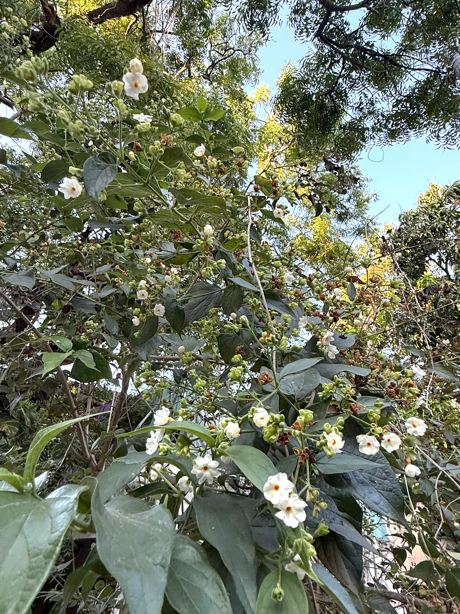 Coral Jasmine (Nyctanthes arbor)