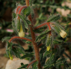Onosma echinata