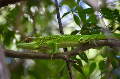 Anolis noblei