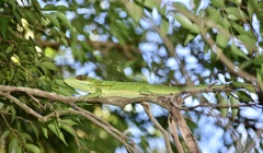 Anolis noblei