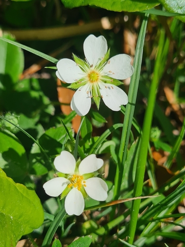 Western Cinquefoil (Potentilla montana)