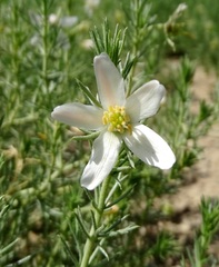 Peganum nigellastrum