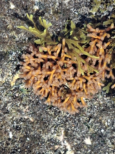 Galaxaura rugosa observed 2026-04-03