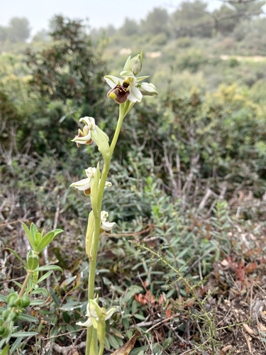 Bornmueller's Orchid (Ophrys bornmuelleri)
