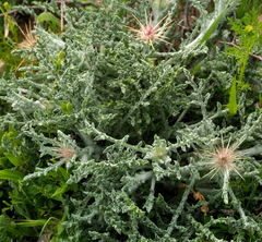 Centaurea aegyptiaca