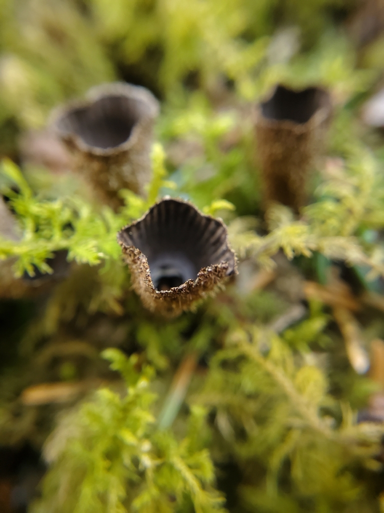 Cyathus striatus · April 2026 · photo: © willkuhn (iNaturalist, cc-by)
