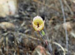Calochortus weedii intermedius