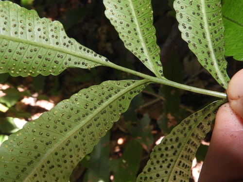 Lastreopsis poecilophlebia, 2026-03-27