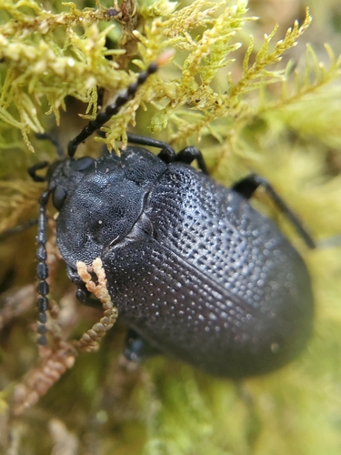 Velvety bark beetle photo 3