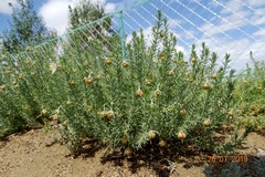 Peganum nigellastrum