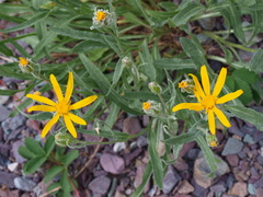 Senecio megacephalus