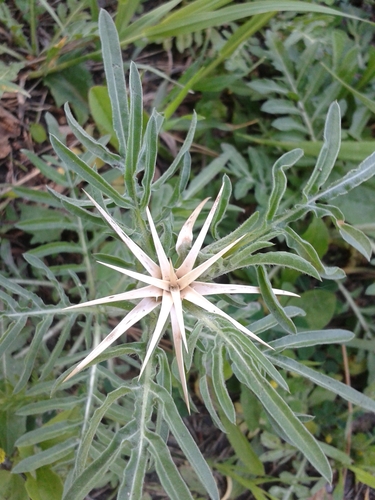 Iberian star-thistle (Centaurea iberica)