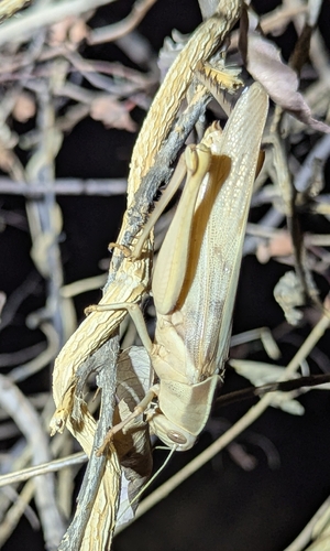 Acanthacris ruficornis citrina