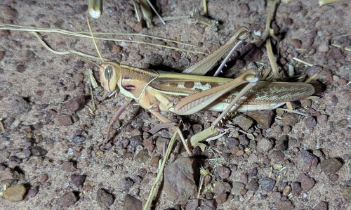 Ornithacris cavroisi