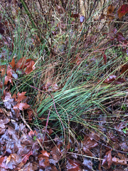 Juncus effusus pacificus