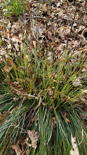Carex umbrosa, photograph 2