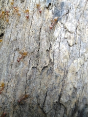 Oecophylla longinoda