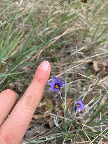 iNaturalist observation photo of western blue-eyed grass