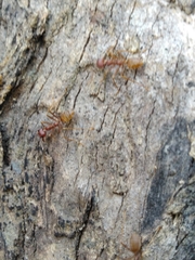 Oecophylla longinoda