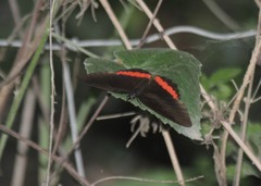Biblis