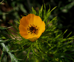 Adonis dentata
