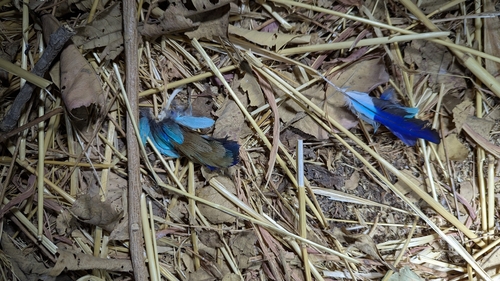 Abyssinian Roller