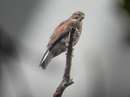 Butastur indicus (Gmelin, 1788)