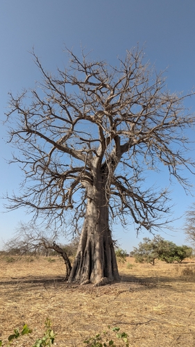 African baobab