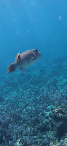 Arothron stellatus