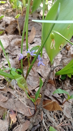 Наблюдение на iNaturalist