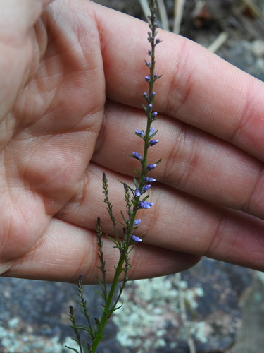 Daisy-leaved Toadflax (Anarrhinum bellidifolium)