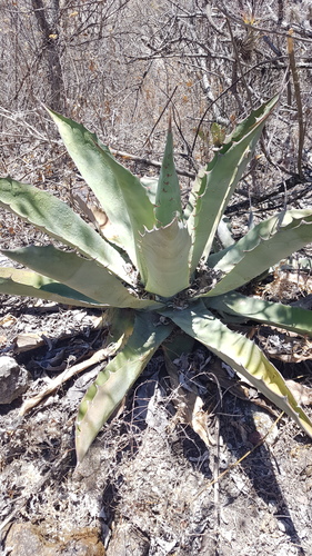 Agave seemanniana (Agave seemanniana)
