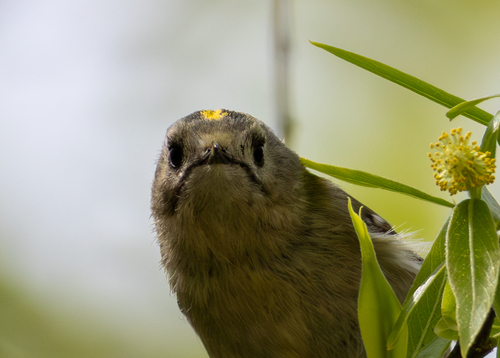 Goldcrest