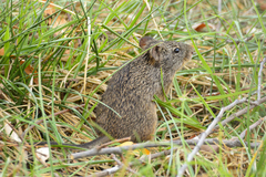 Sigmodon fulviventer