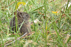 Sigmodon fulviventer