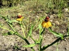 Helenium microcephalum ooclinium