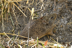 Sigmodon fulviventer