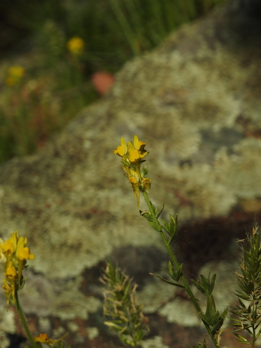 Rock Toadflax (Linaria saxatilis)