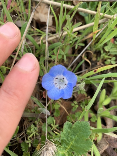 iNaturalist observation photo of Menzies' baby blue eyes