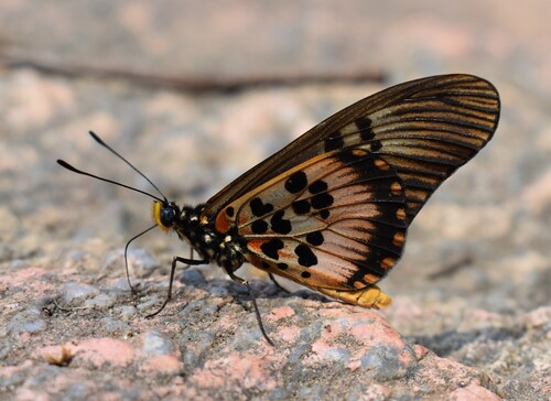 Falcate Acraea