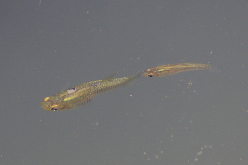 Eastern mosquitofish (Gambusia holbrooki) — Poeciliidae — 2