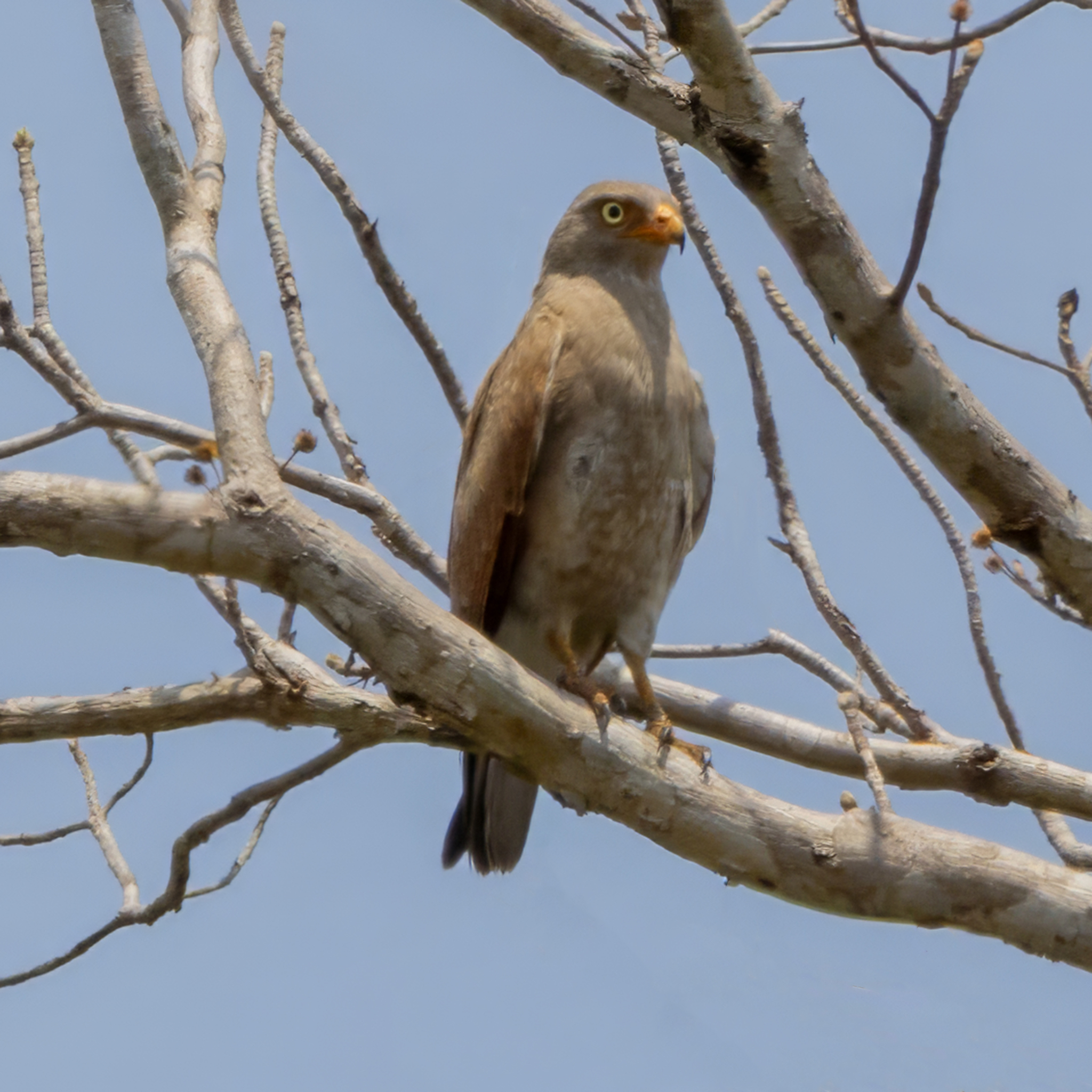 Rufous-winged Buzzard (Butastur liventer), photo 7