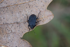 Aellopus atratus