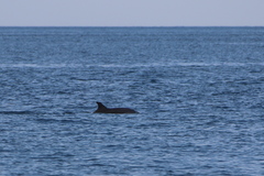 Tursiops truncatus ponticus