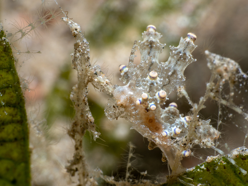 Produnga rubropunctata