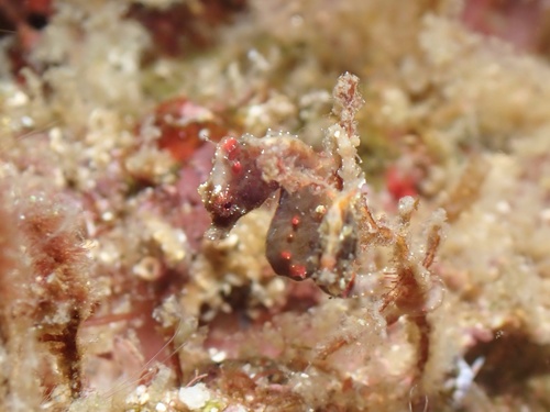 Hippocampus pontohi