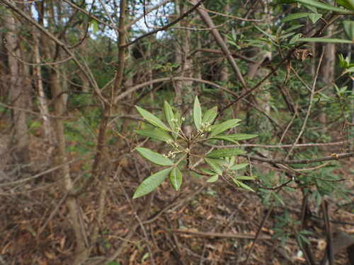 Stinkwood (Zieria arborescens)