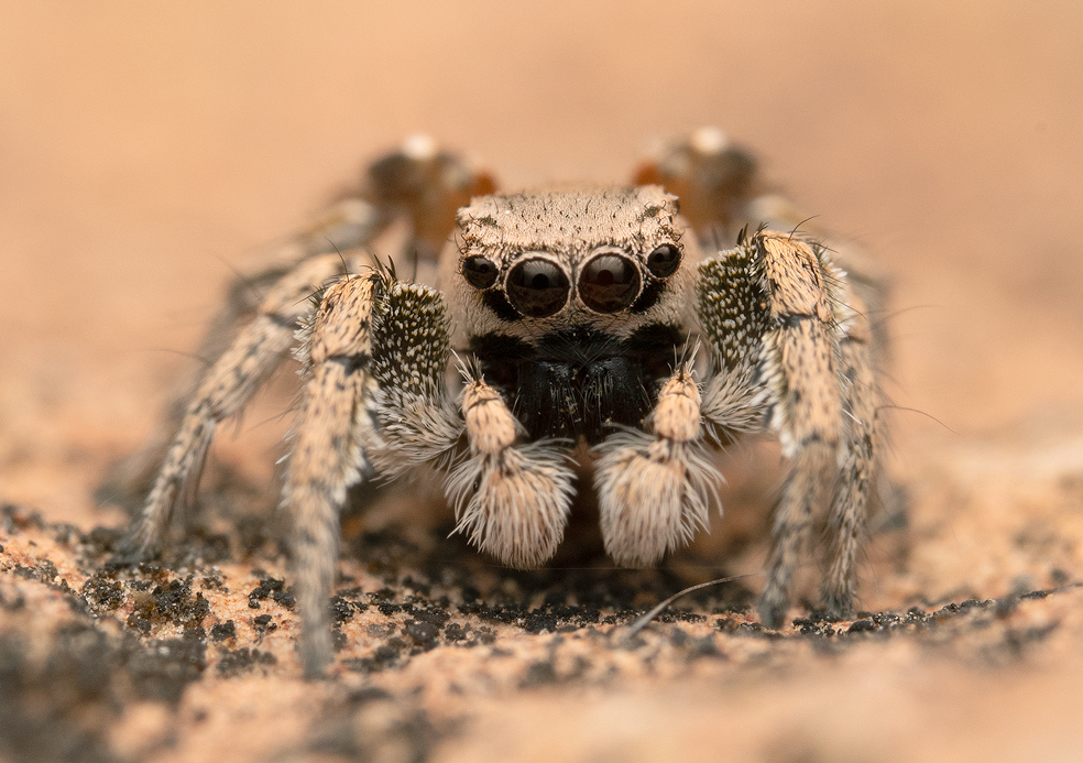 Habronattus coecatus