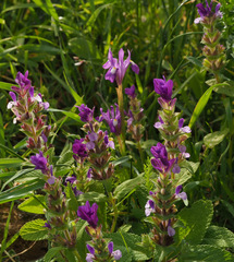 Salvia viridis
